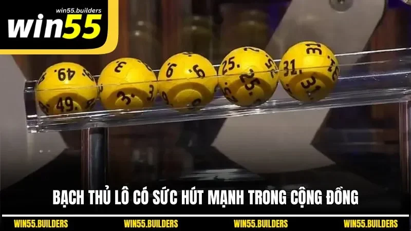 Bạch thủ lô có sức hút mạnh trong cộng đồng