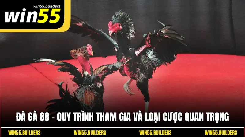 Đá Gà 88 - Quy Trình Tham Gia Và Loại Cược Quan Trọng