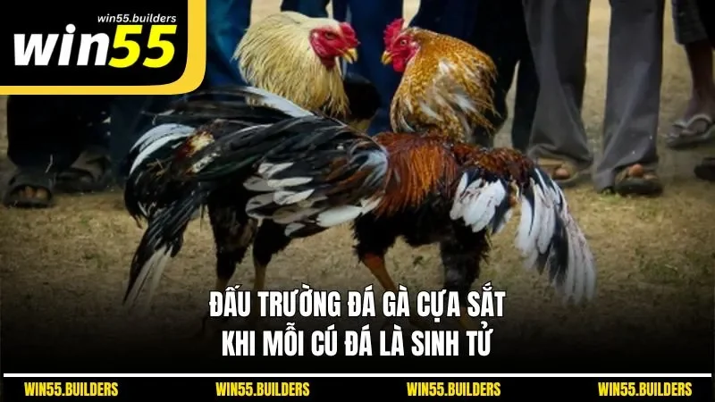 Đấu Trường Đá Gà Cựa Sắt - Khi Mỗi Cú Đá Là Sinh Tử