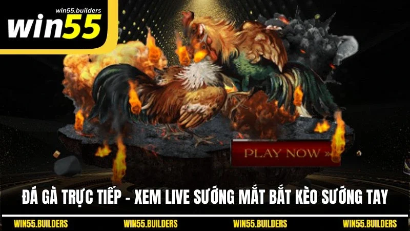 Đá Gà Trực Tiếp - Xem Live Sướng Mắt Bắt Kèo Sướng Tay