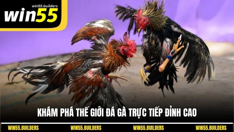 Khám phá thế giới đá gà trực tiếp đỉnh cao