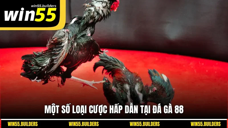 Một số loại cược hấp dẫn tại đá gà 88