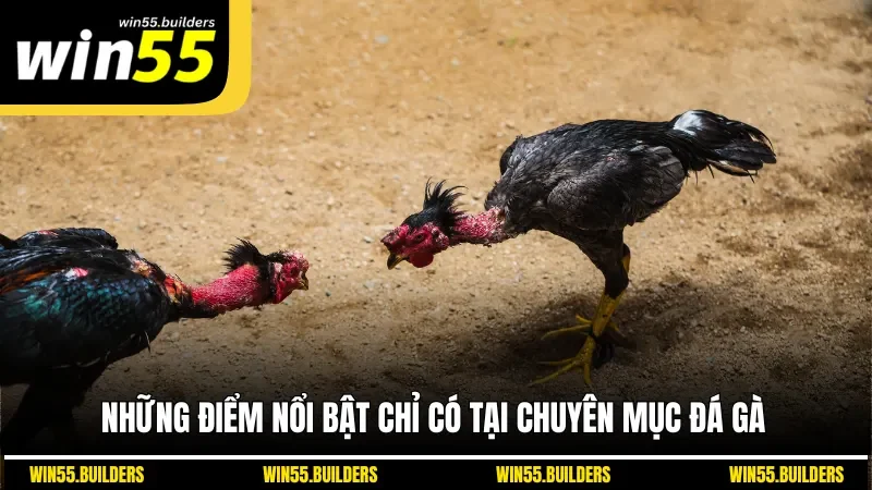 Những điểm nổi bật chỉ có tại chuyên mục đá gà