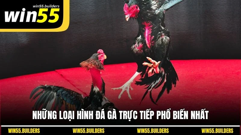 Những loại hình đá gà trực tiếp phổ biến nhất