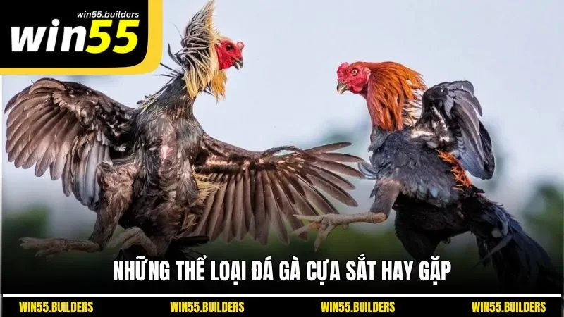 Những thể loại đá gà cựa sắt hay gặp
