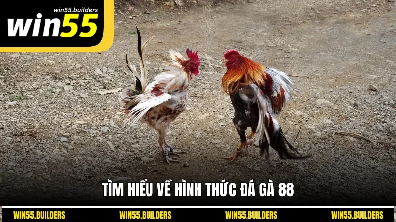Tìm hiểu về hình thức đá gà 88